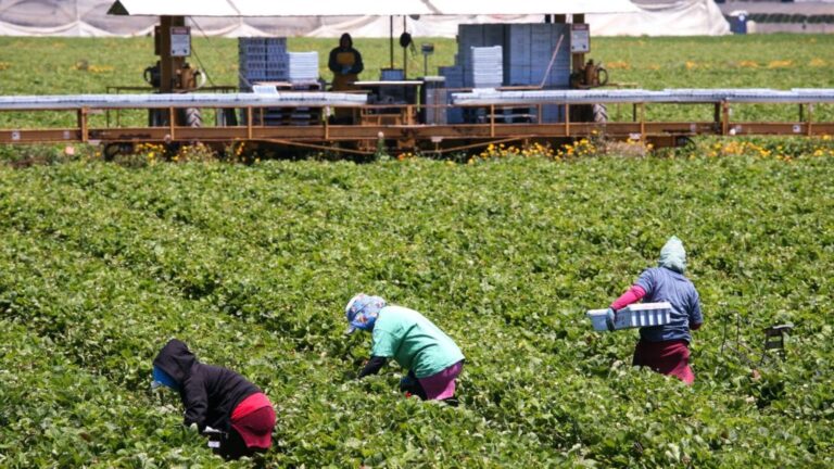 Top Available Farm Work in Canada for Foreigners 2023
